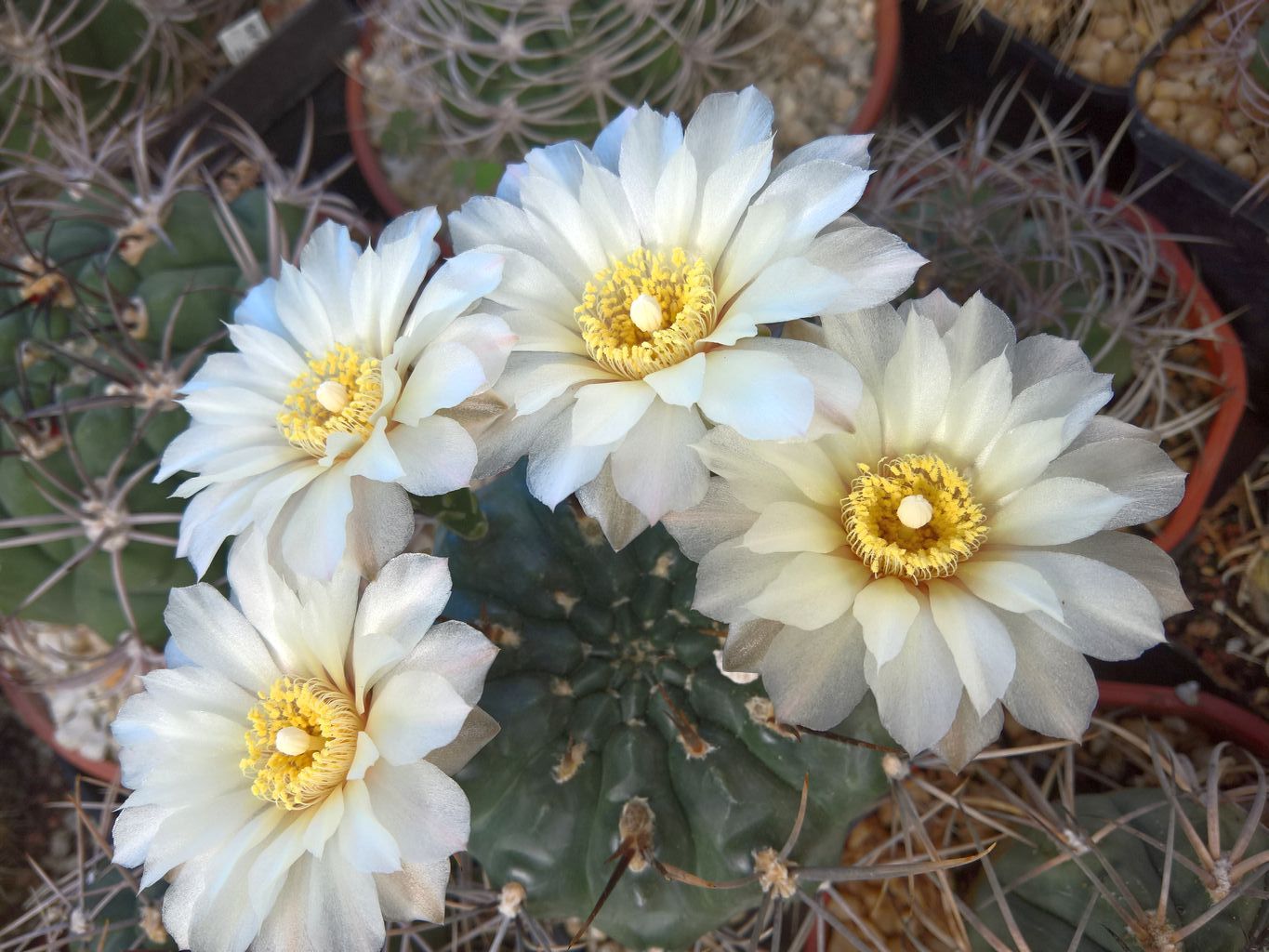 Gymnocalycium gibbosum